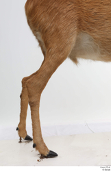 Leg Deer Animal photo references